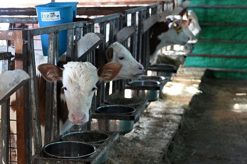 Монгольские фермеры присоединяются к программе школьного питания Capital’s School Milk Program