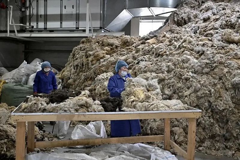 В Туве запустят производство нетканых материалов из местной шерсти
