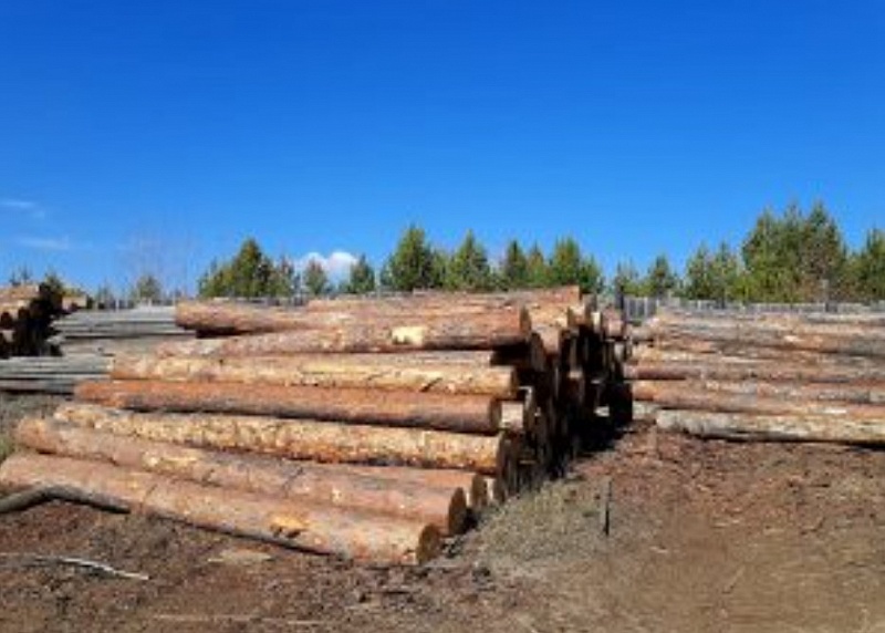 В Бурятии выявлено 34 нарушения при вывозе древесины