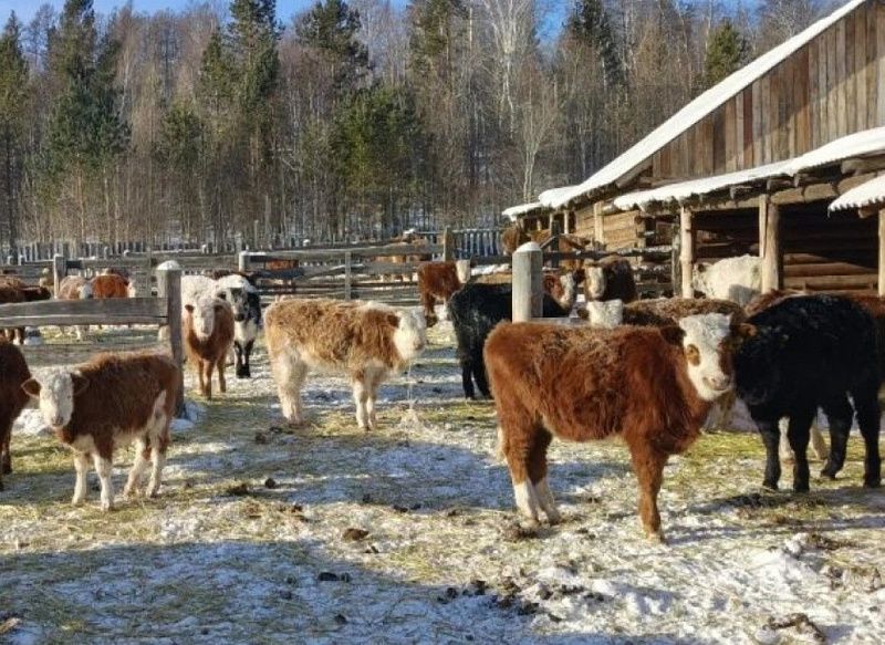 Господдержка сельского хозяйства в Забайкалье увеличится на 30%