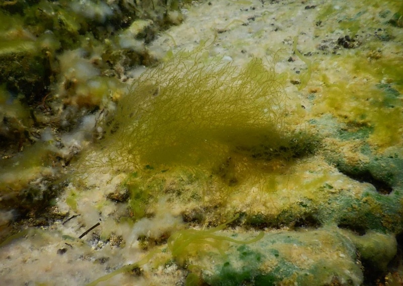 Ученые Байкала обнаружили новый вид уникальных водорослей 