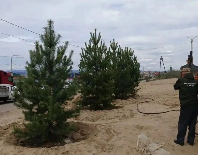 В Улан-Удэ за май высадили более 1 150 деревьев и кустарников