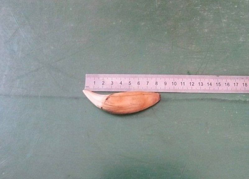 Таможенники Бурятии изъяли у иностранца медвежий клык