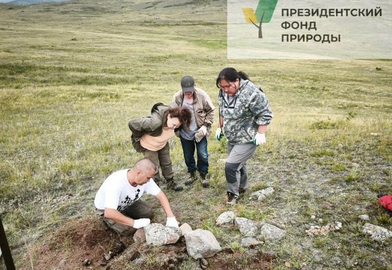 Президентский фонд природы реализует проект по сохранению манула