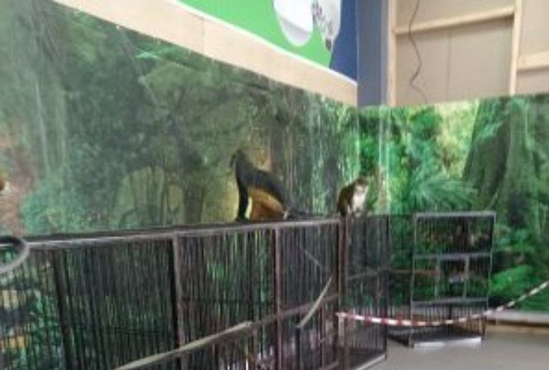 В Бурятии зоопарк привлечен к административной ответственности за отсутствие лицензии