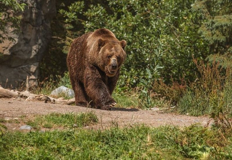 В Бурятии ликвидирован 331 медведь, вышедший к населенным пунктам